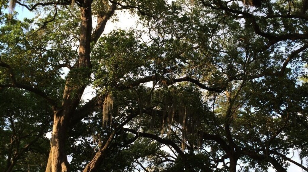 Once a 300k acre sugar plantation on the Mississippi, this beautiful ante bellum mansion was recent restored by eccentric New Orleans antique dealer, Kevin Kelley. 600 year old live oaks that survived the 1927 flood cradle the grounds and make you feel hobbit-sized. We had a great Disney-like tour from a costumed and corseted lady. Highly recommend a tour. Dinner afterwards at the restaurant here was extraordinary and the topic if my next trove.
