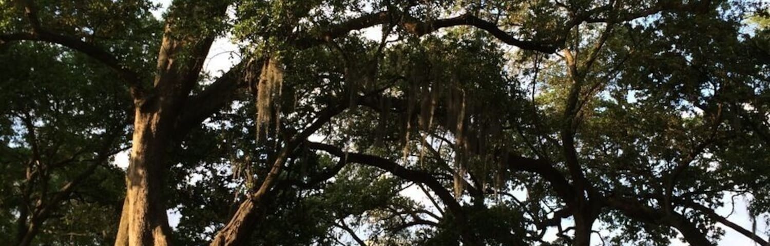 Once a 300k acre sugar plantation on the Mississippi, this beautiful ante bellum mansion was recent restored by eccentric New Orleans antique dealer, Kevin Kelley. 600 year old live oaks that survived the 1927 flood cradle the grounds and make you feel hobbit-sized. We had a great Disney-like tour from a costumed and corseted lady. Highly recommend a tour. Dinner afterwards at the restaurant here was extraordinary and the topic if my next trove.