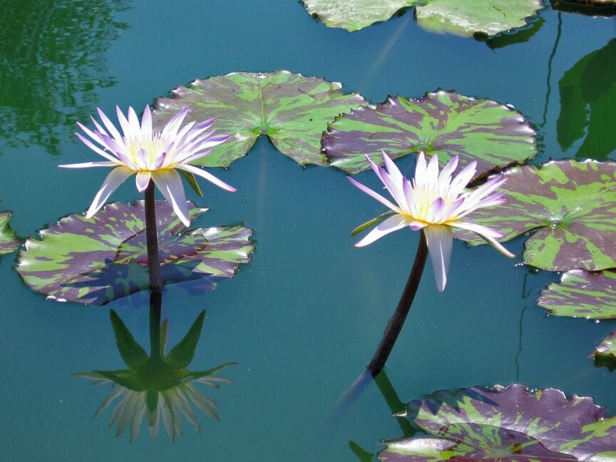 Waterlilies at Houmas House Plantation. Lunch at the on-site restaurant, The Carriage House, is delicious and reasonably priced.
