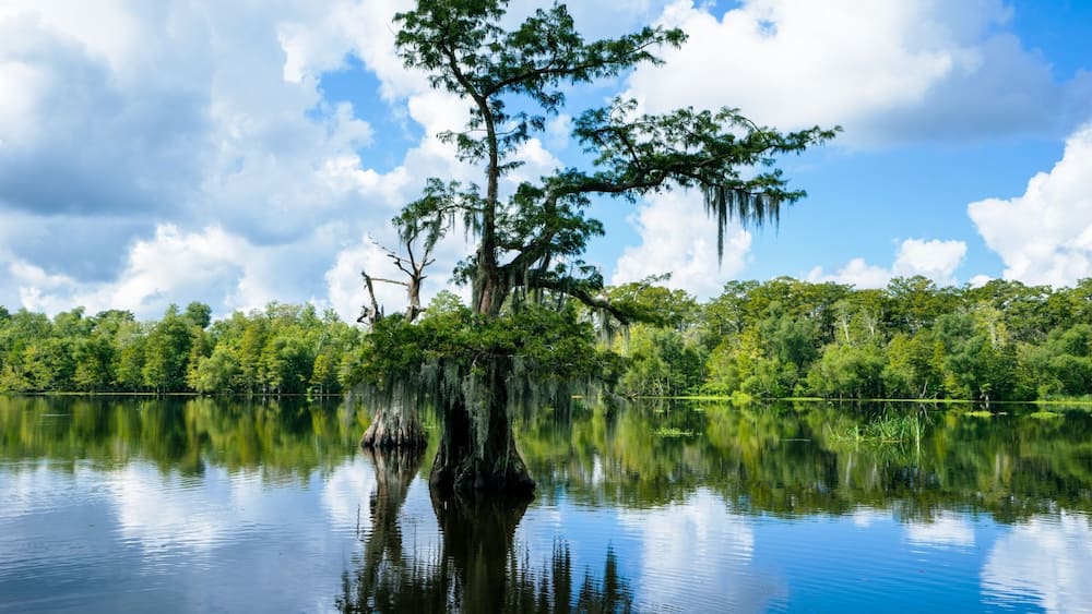 A calm lake with a prominent tree island reflecting the sky and surrounding greenery.