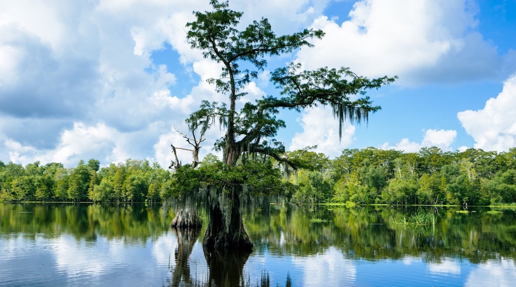 Acadian Swamp tours near White Castle Louisiana. Unbelievable beauty.