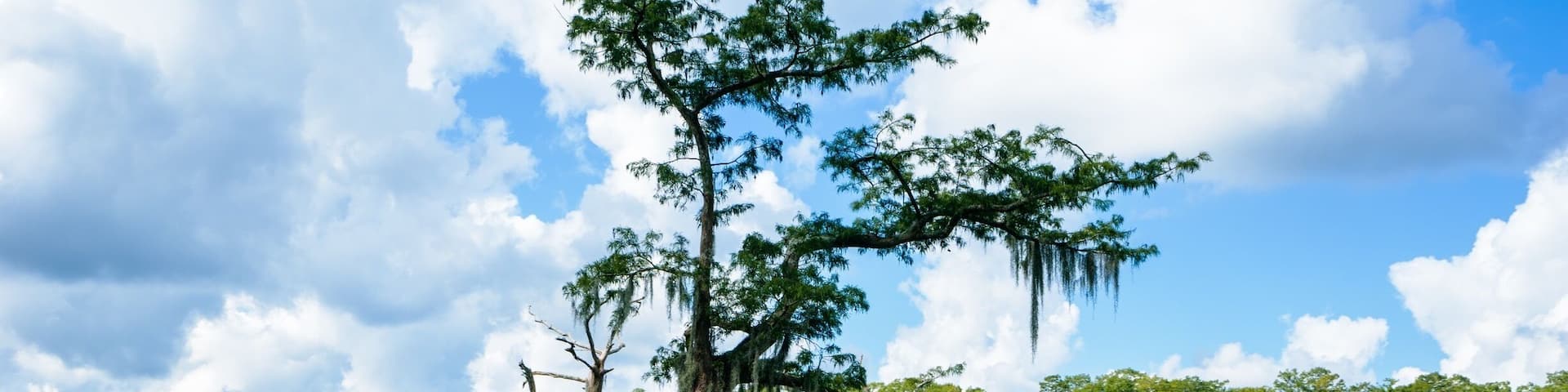 Acadian Swamp tours near White Castle Louisiana. Unbelievable beauty.