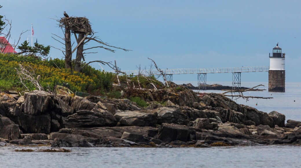 Located off Ocean Point near East Boothbay ME, I spied an egret nesting near the light and though this would be an interesting shot. 500mm, f/6.3, ISO 800 @ 1/5000. Taken from Ocean Point Walk.
