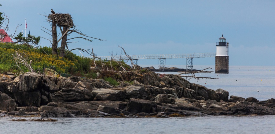 Located off Ocean Point near East Boothbay ME, I spied an egret nesting near the light and though this would be an interesting shot. 500mm, f/6.3, ISO 800 @ 1/5000. Taken from Ocean Point Walk.