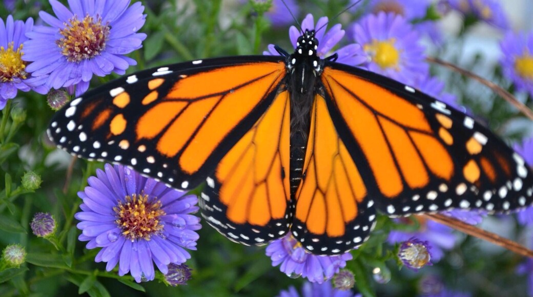 Monarch butterfly. at Coastal Maine Botanical Gardens
Boothbay Harbor, ME
#BestOf5