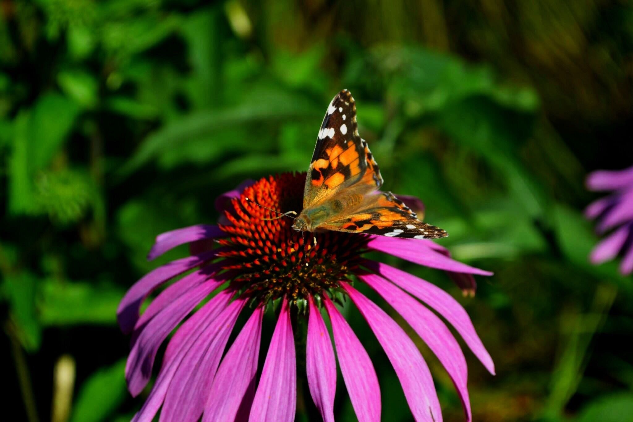 TripAdvisor's pick for the #1 Botanical Gardens in the USA