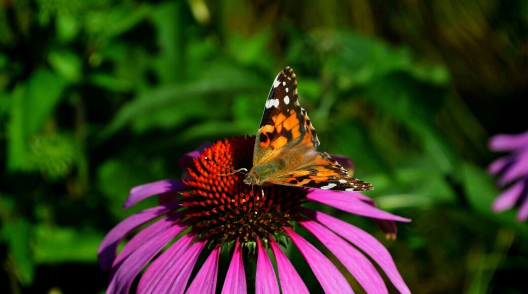 TripAdvisor's pick for the #1 Botanical Gardens in the USA