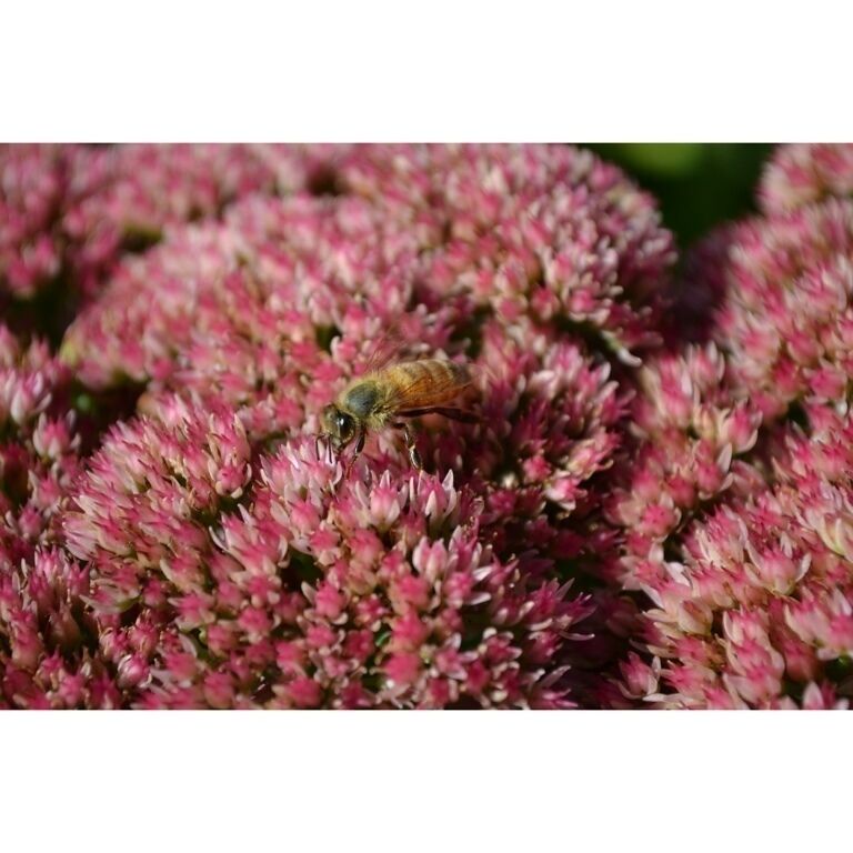 Excellent photo taken by my wife at a must see location in Maine.