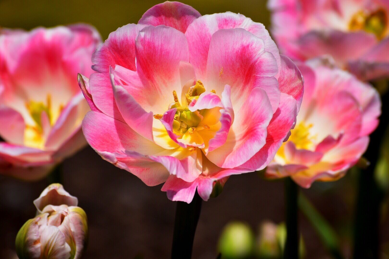 April showers bring May flowers 