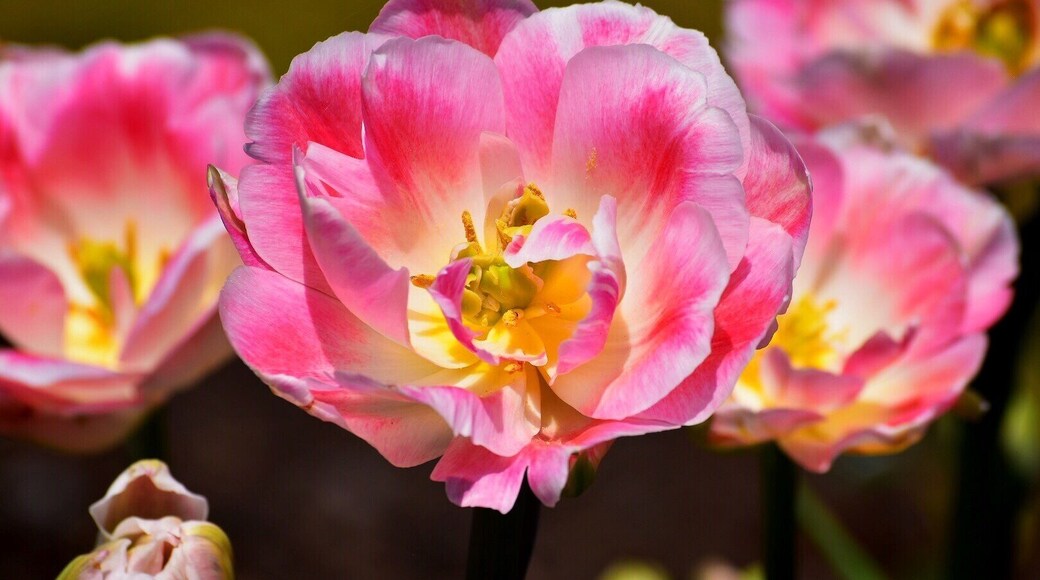 April showers bring May flowers