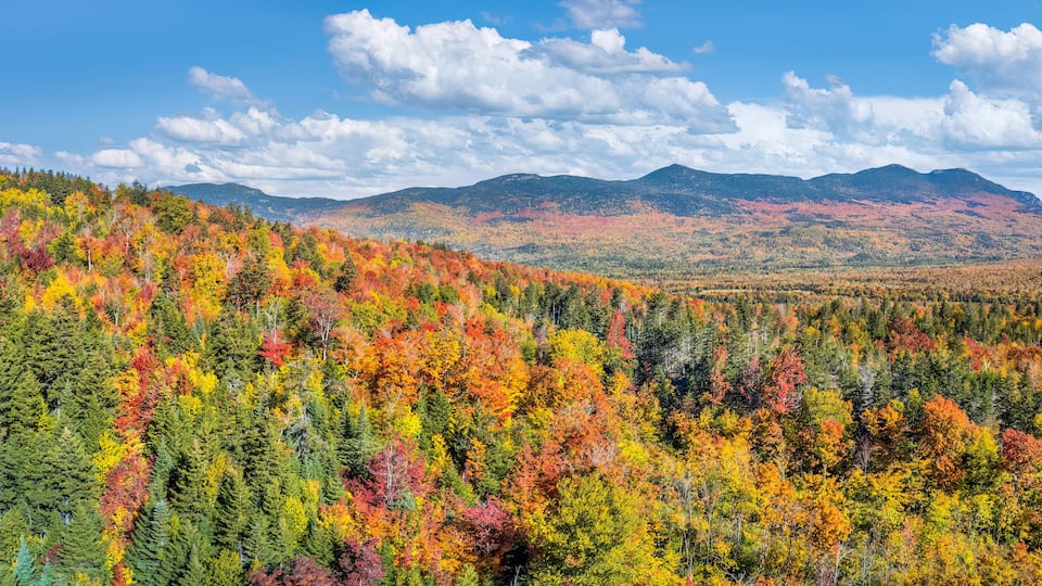 A forest with autumn foliage, mountains in the background, and a clear sky.