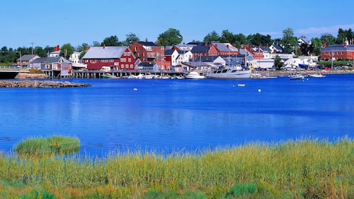 داماريسكوتا