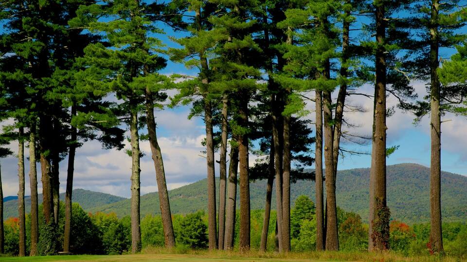 A forest of tall trees with a mountain in the background.