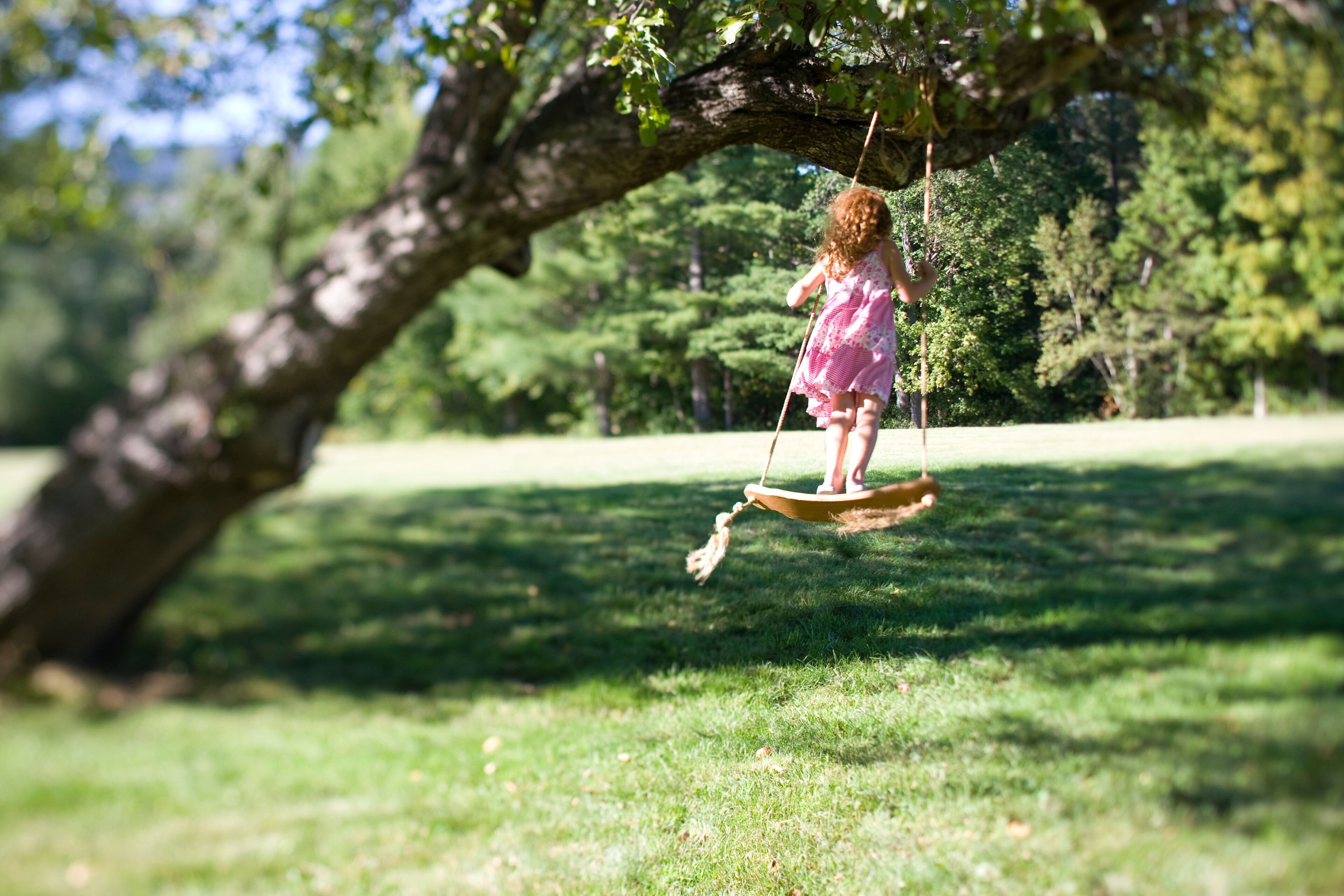 A young girl swings from an apple tree in a field near Bethel, Maine.