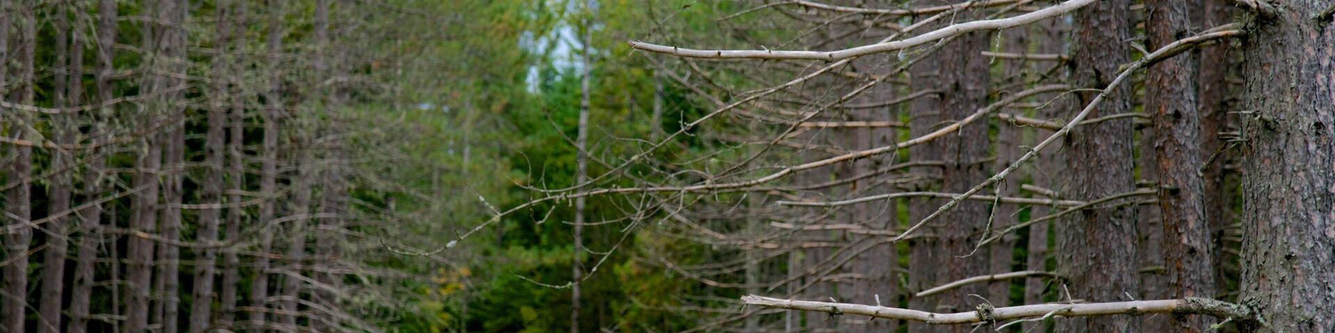 Jackman featuring forests