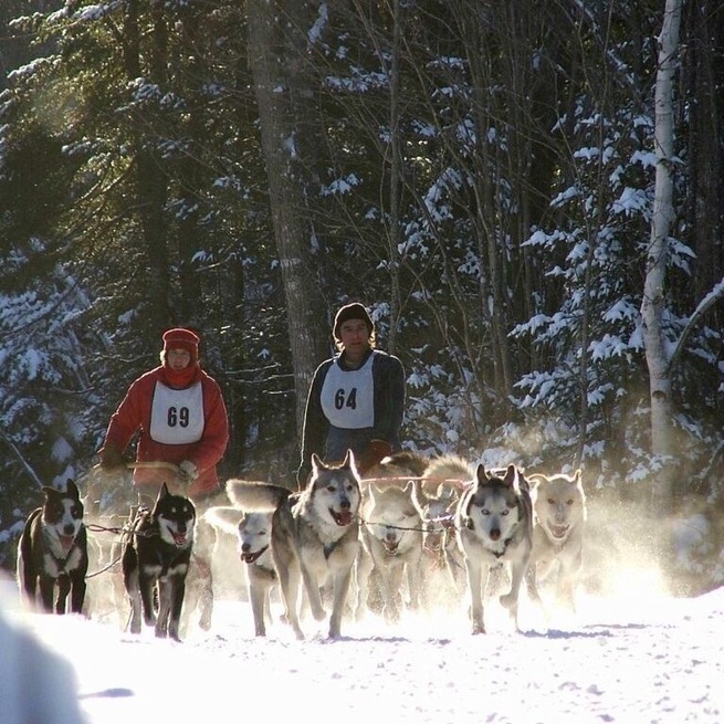 Maine dog sled racing. 
#snow
#winterwonder