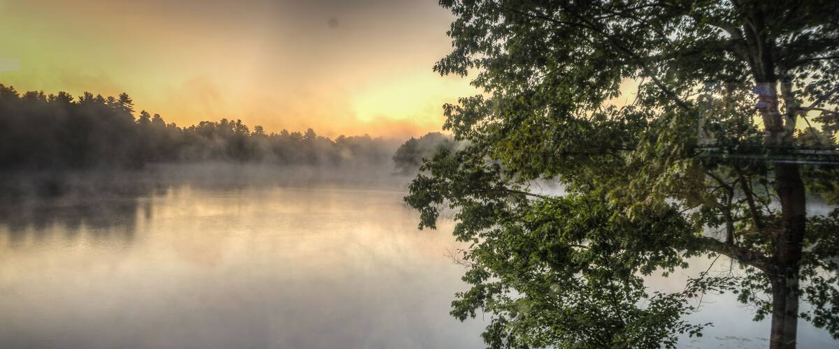 Foggy pond