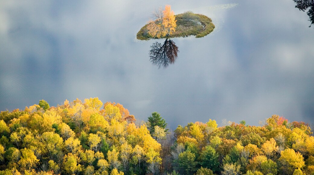 Aerial view of autumn tree on pond with reflection near Sanford, Maine