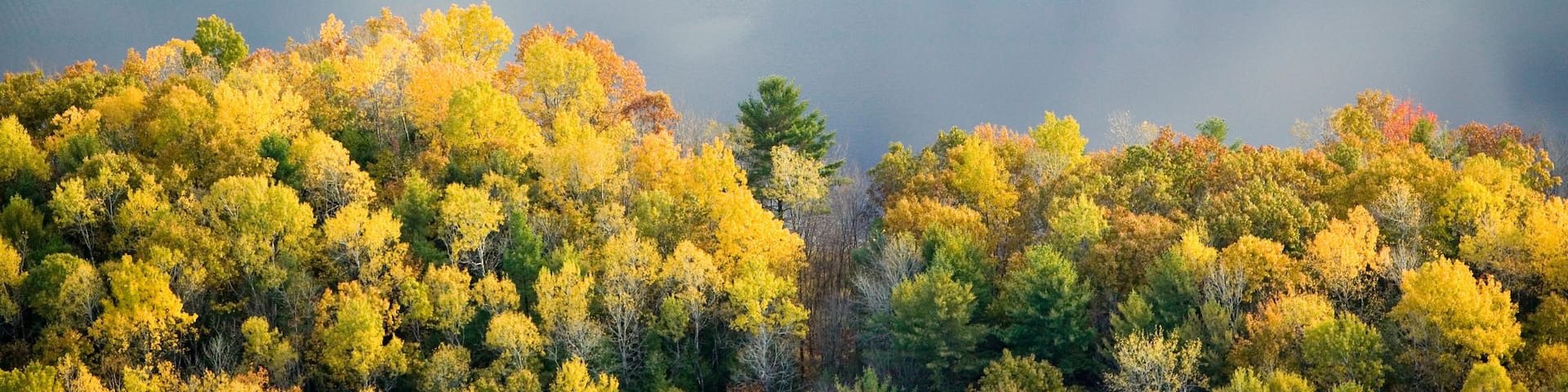 Aerial view of autumn tree on pond with reflection near Sanford, Maine
