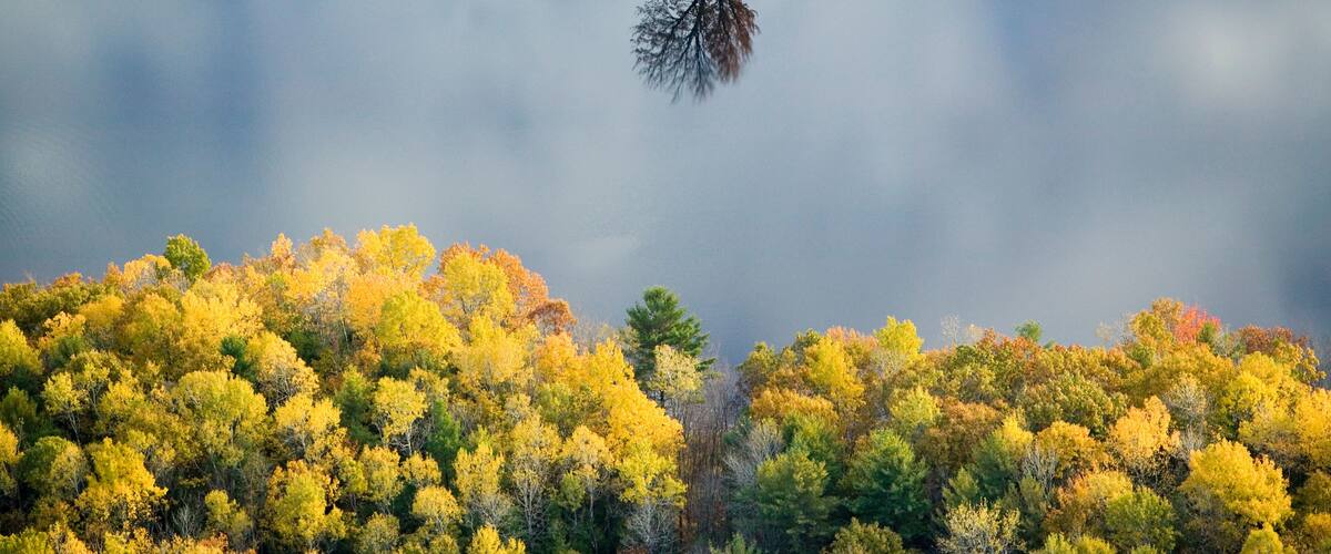 A forest with autumn foliage and a tree reflected in a body of water.