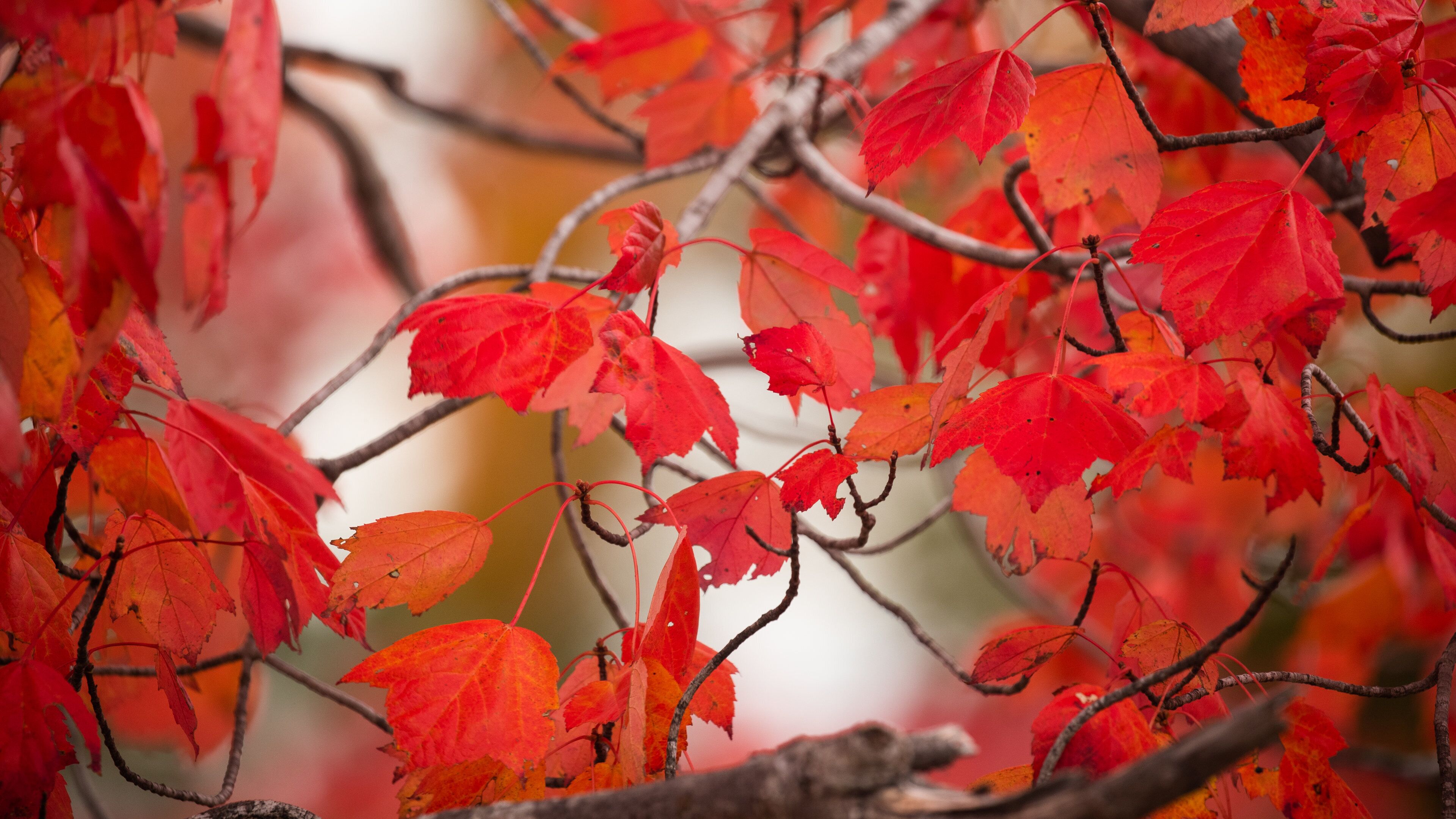Casco which includes wildflowers