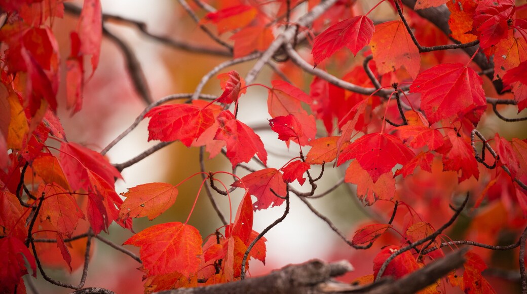 Casco which includes wildflowers