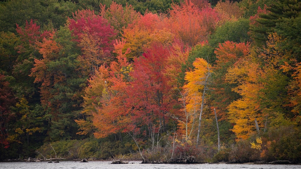 A forest with autumn foliage, including red, orange, and yellow trees.