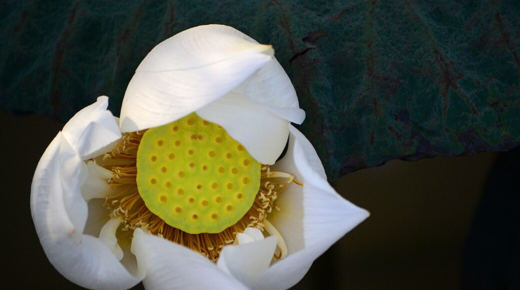 Nestled among the outskirts of Khon Kaen, Wat Thung Setthi springs out of the rice fields. It is a stunning blend of Thai moralistic art, pop culture references and classically inspired architecture but with a Thai twist. There are spectacular mosaic murals and an expansive garden to walk.