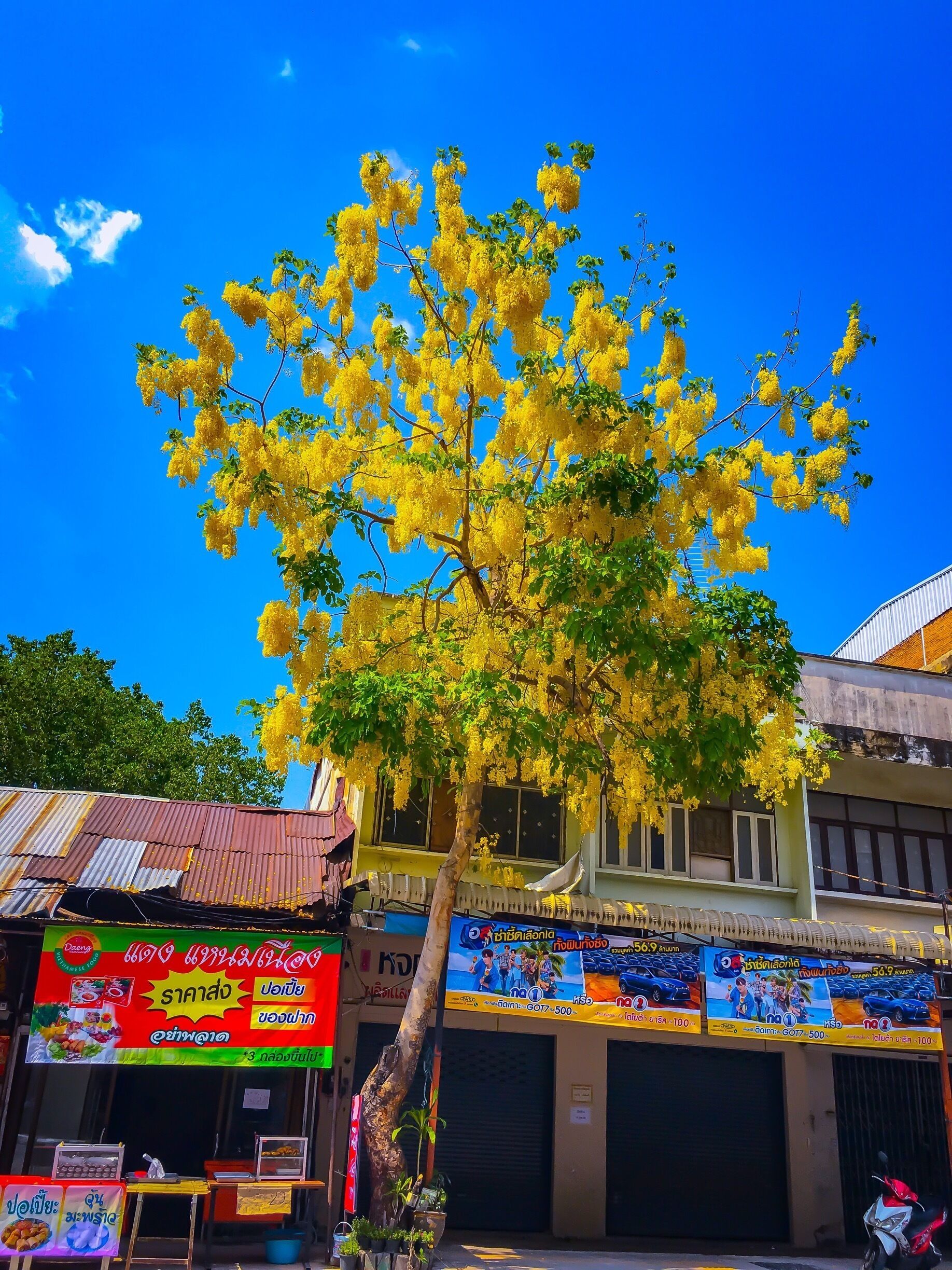 Un árbol con flores amarillas frente a un edificio con un cartel en un idioma extranjero.