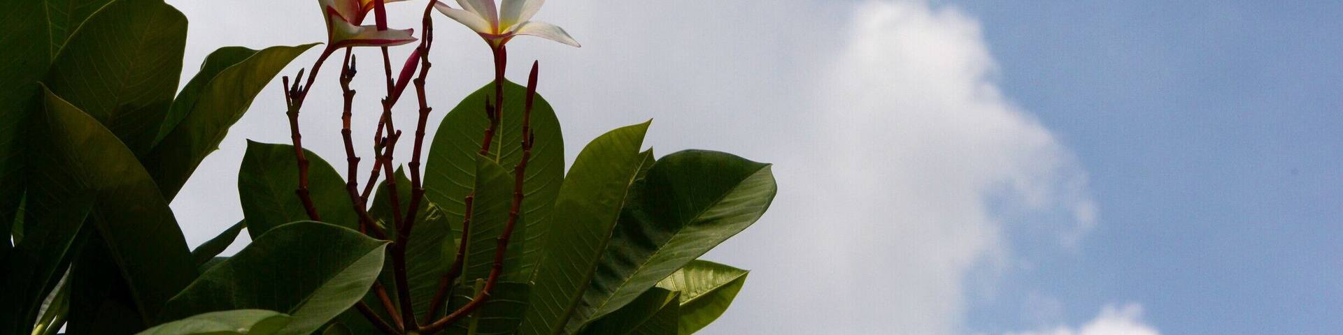 City Walk: Khon Kaen, the dinosaur city