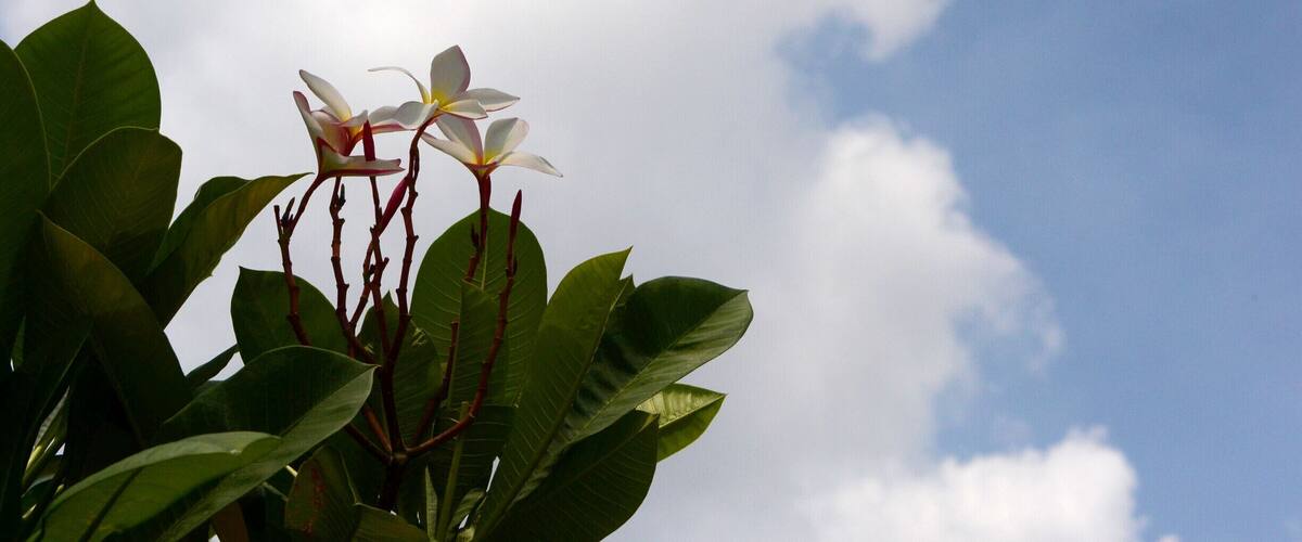A plant with white flowers and green leaves against a blue sky with clouds.