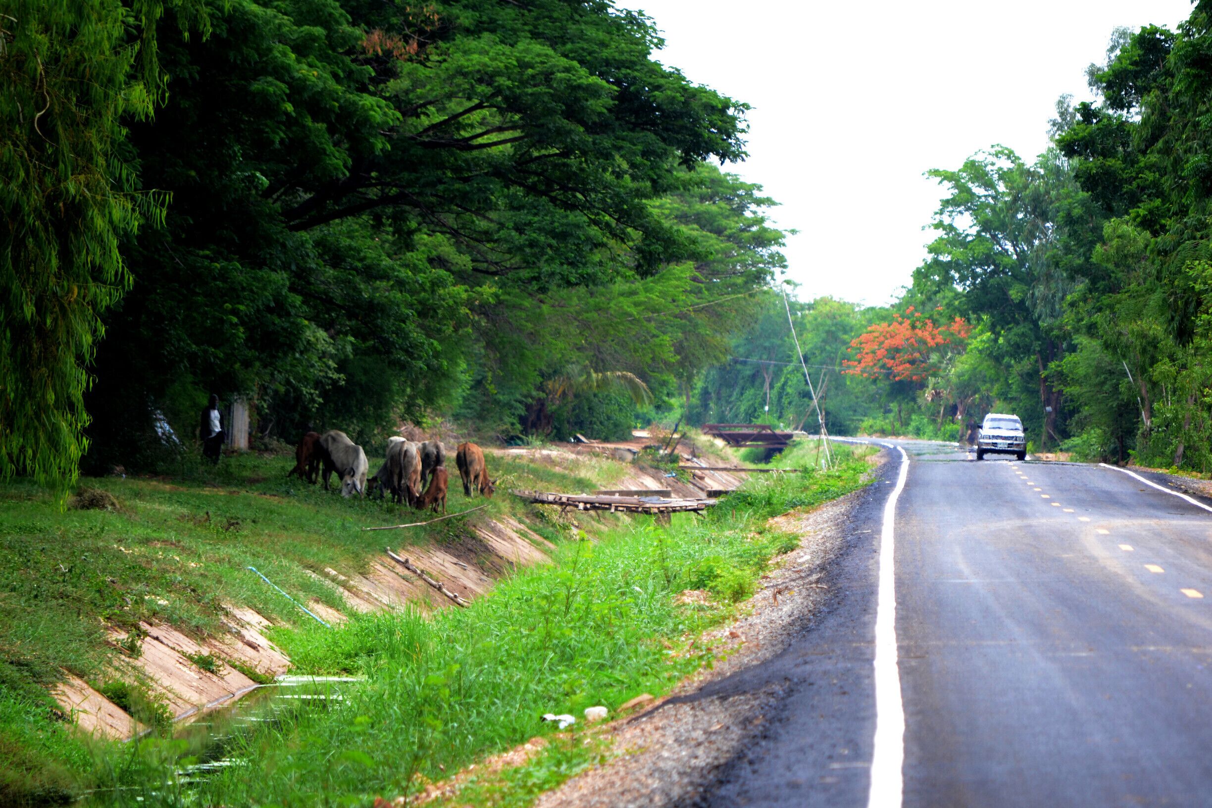 City Walk: Khon Kaen, the dinosaur city

#green