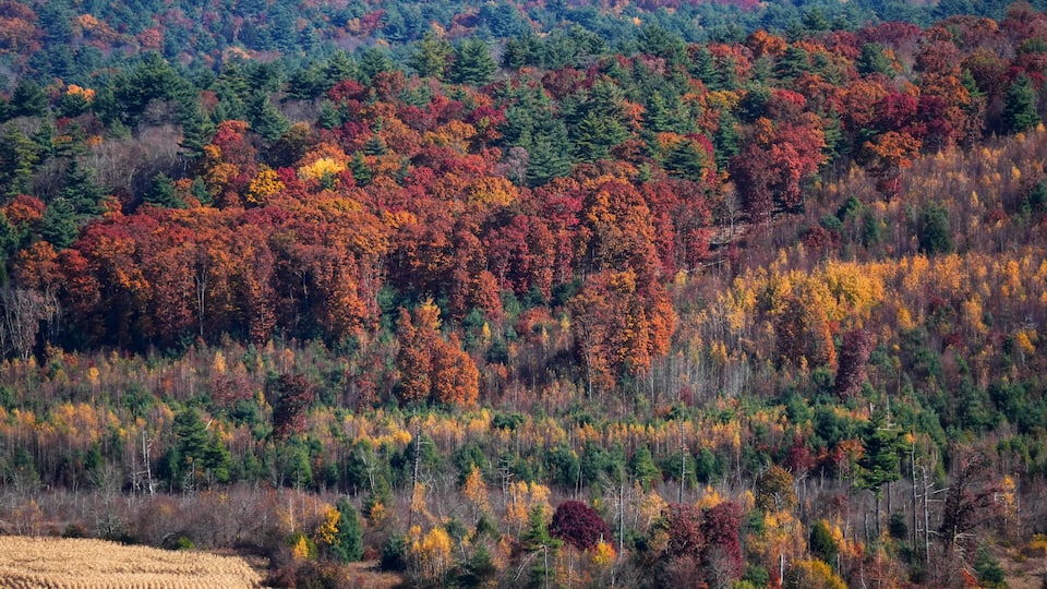 A forested hillside with autumn foliage in shades of red, orange, and yellow.