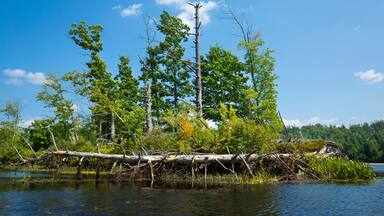 Island in the Quinebaug River Canoe Trail in Brimfield, Massachusetts.