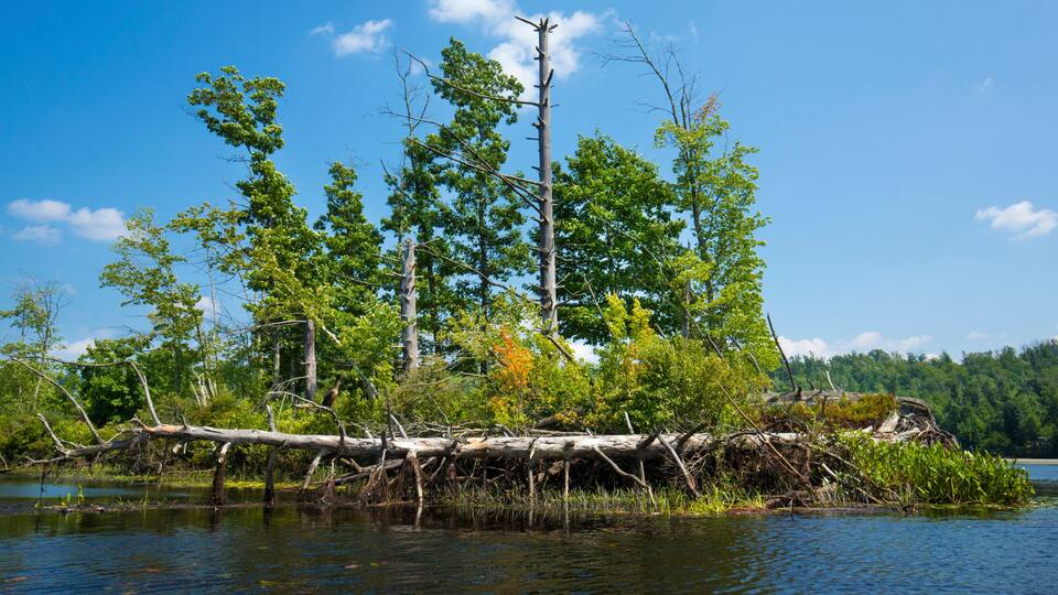 A riverbank with a fallen tree, dense green foliage, and a clear blue sky.