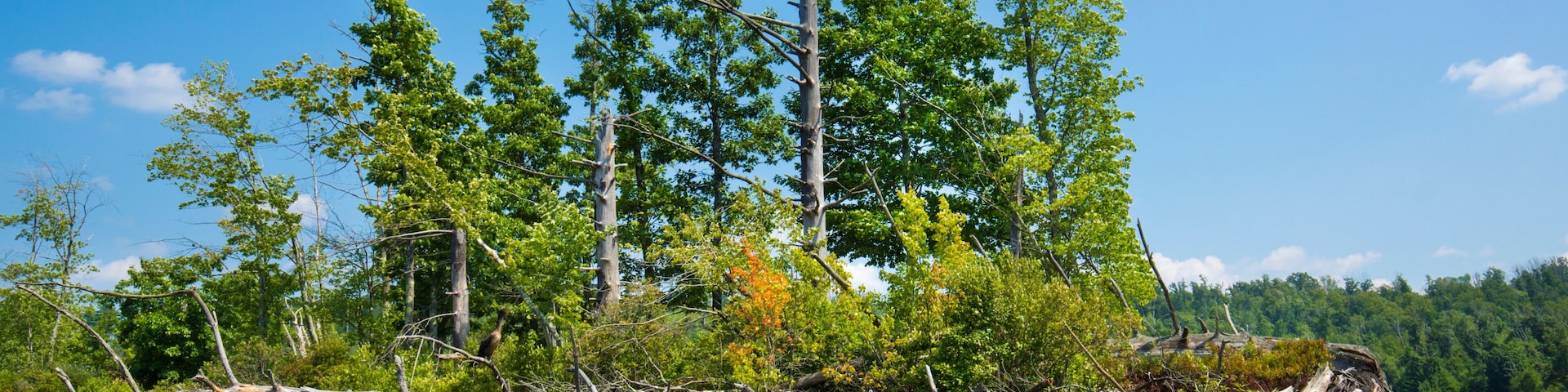 Island in the Quinebaug River Canoe Trail in Brimfield, Massachusetts.