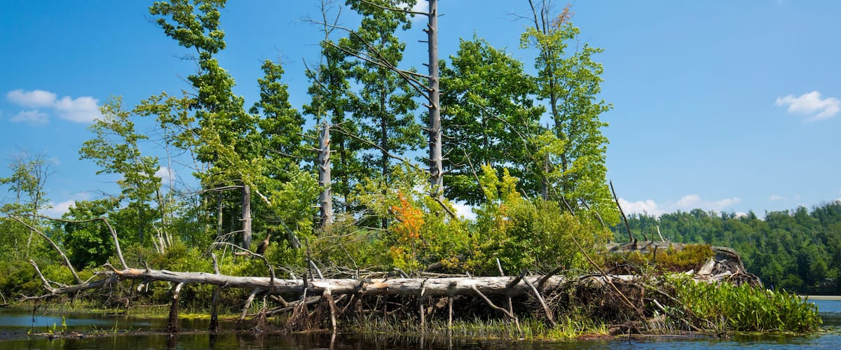 A riverbank with a fallen tree, dense green foliage, and a clear blue sky.