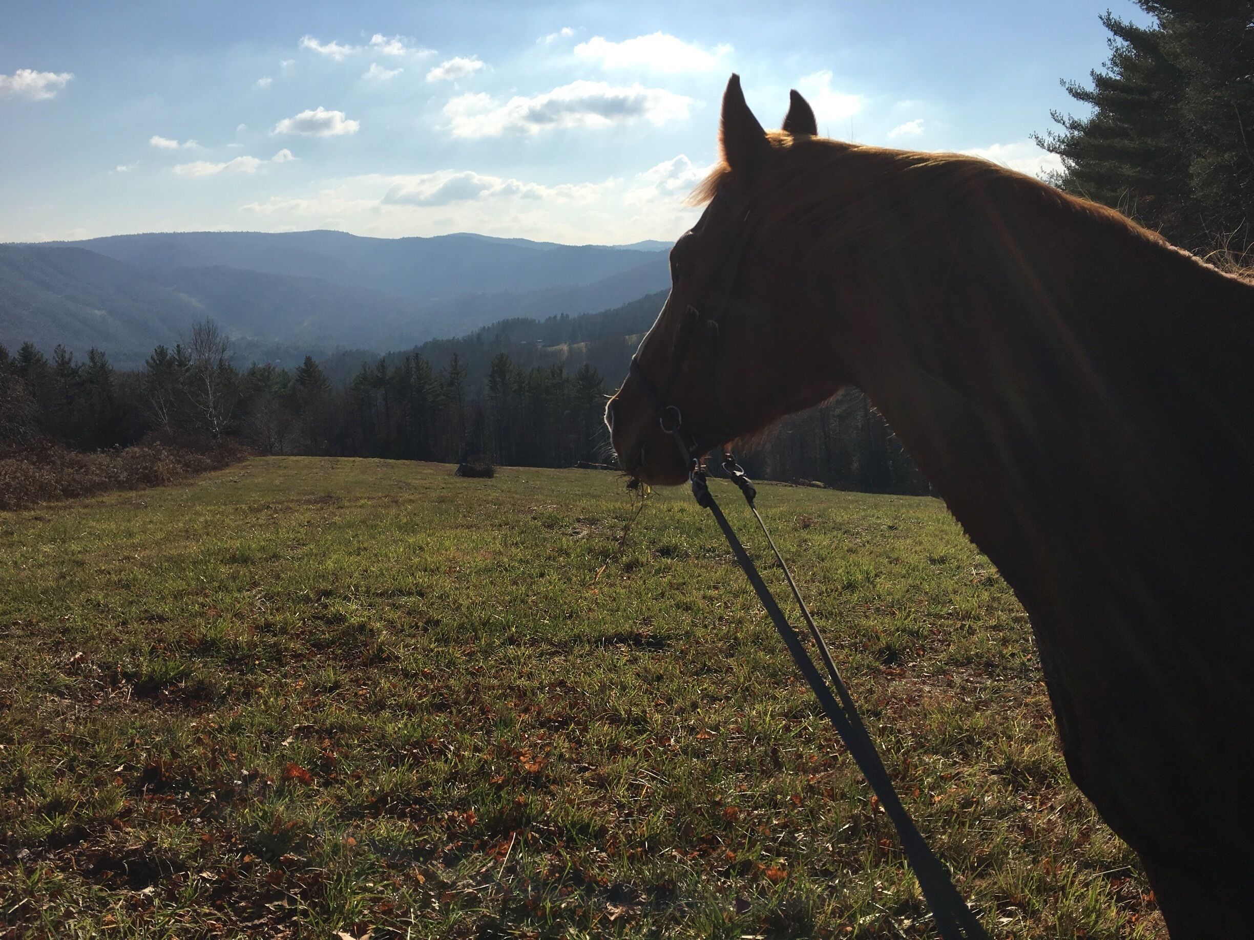 Warfield House Inn & Riddell road trail system. With gorgeous Mason. 