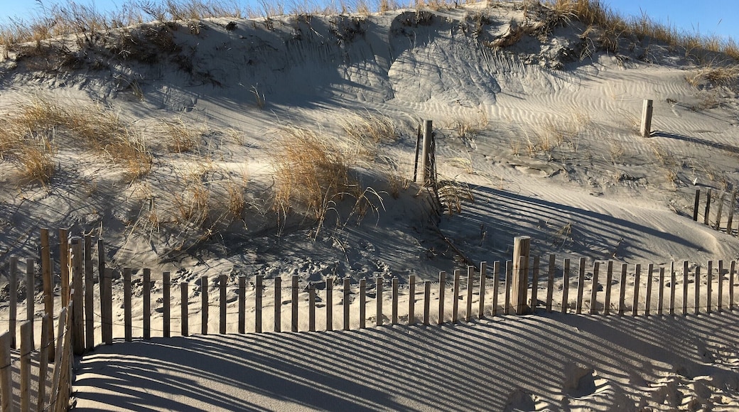 Cold Storage Beach Dunes in Winter.