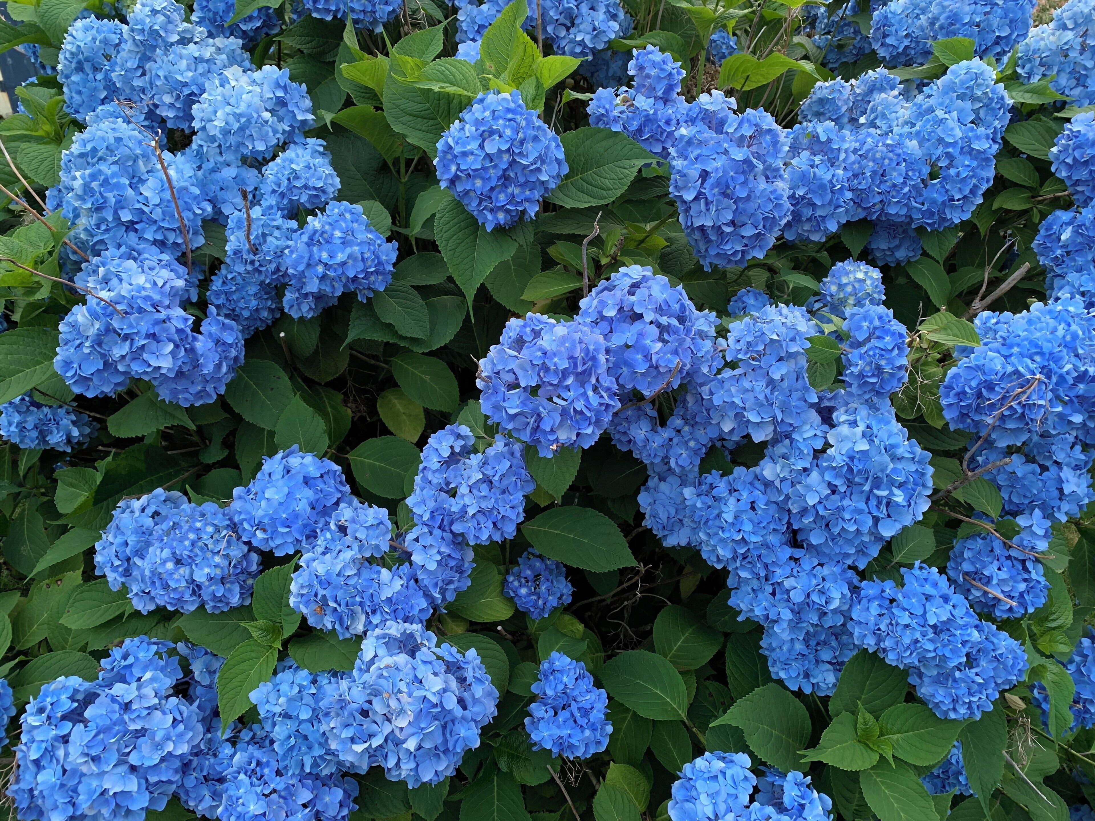 My Hydrangeas