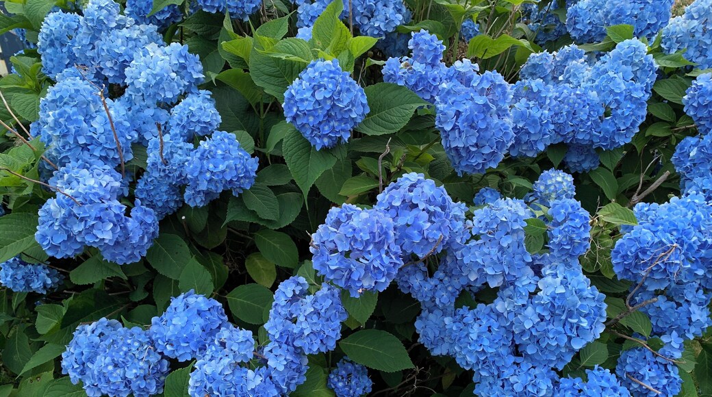 My Hydrangeas