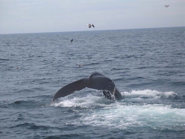 Whale watching!