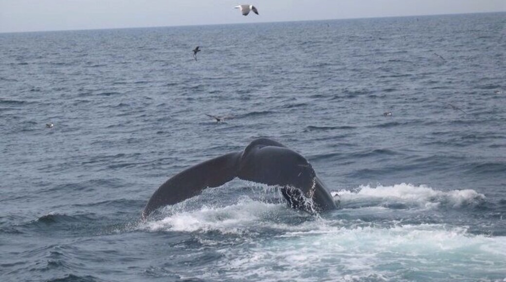 Whale watching!