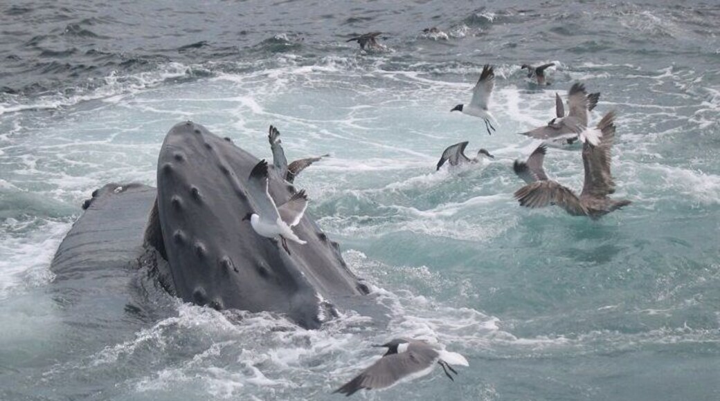 Whale watching at the Cape!
