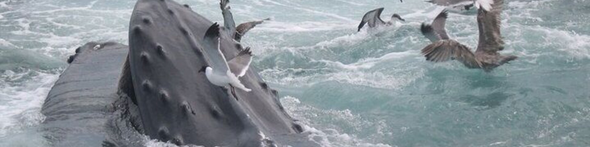 Whale watching at the Cape!