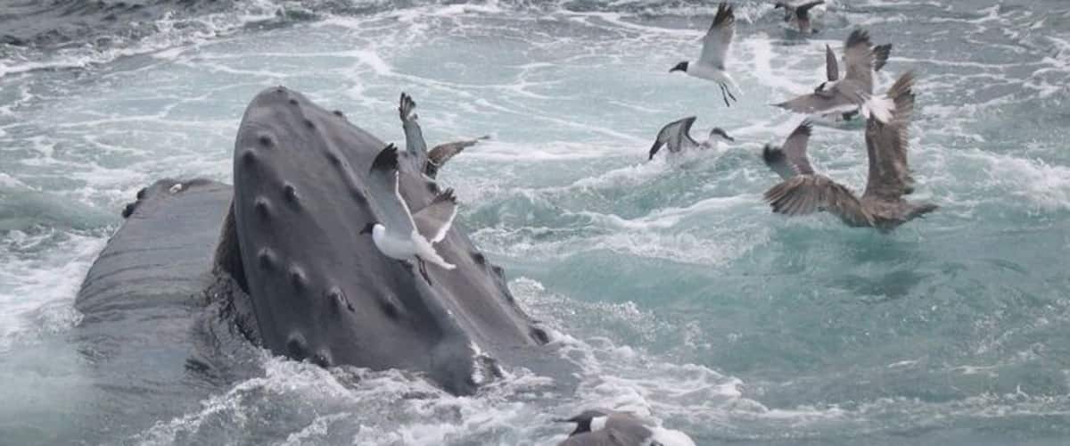 A large whale with several birds flying around it in the ocean.