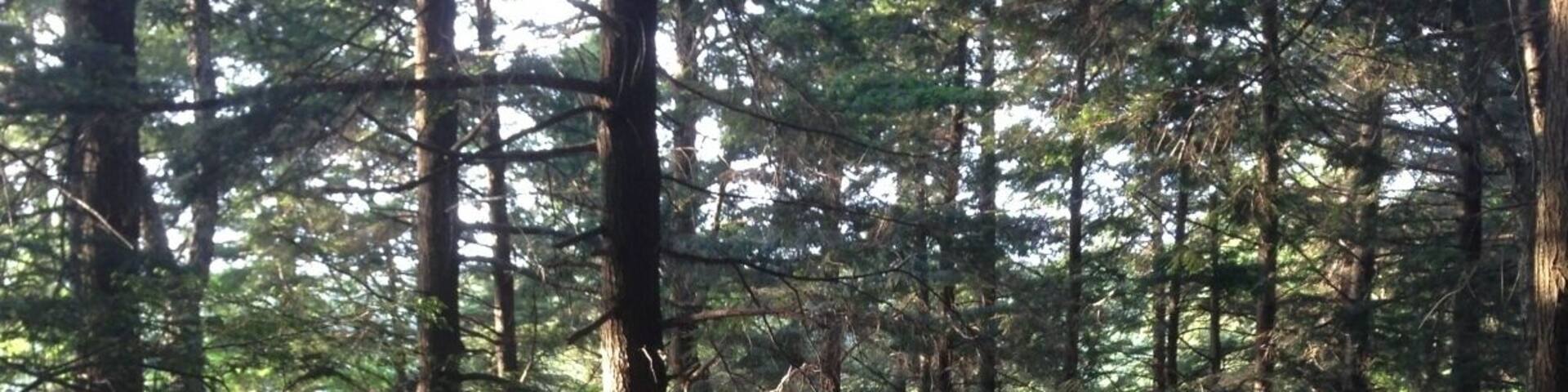 Deer Hill Shelter is a backpackers shelter, and therefore FREE, unlike the other camp areas on Mt Greylock. It's only about a mile and half from the parking area nearest to Campground Trail. Deer Hill Trail itself branches off from Campground Trail to take you to the shelter. Map location is approximate since it doesn't show all the trails and the shelter is dwarfed by the surrounding forest. First come, first serve here ... and if you show up in the middle of the week in early summer, you might get it all to yourself like we did!