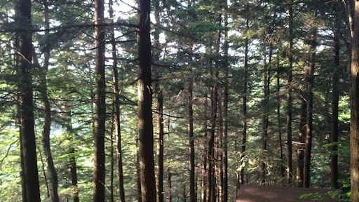 Deer Hill Shelter is a backpackers shelter, and therefore FREE, unlike the other camp areas on Mt Greylock. It's only about a mile and half from the parking area nearest to Campground Trail. Deer Hill Trail itself branches off from Campground Trail to take you to the shelter. Map location is approximate since it doesn't show all the trails and the shelter is dwarfed by the surrounding forest. First come, first serve here ... and if you show up in the middle of the week in early summer, you might get it all to yourself like we did!