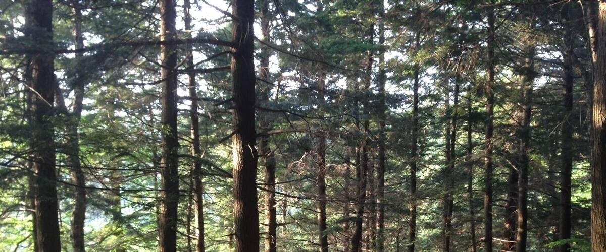 A forest with tall trees and a small wooden shelter.