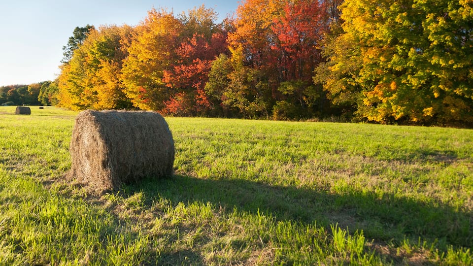 A hay bale in a grassy field with autumn-colored trees in the background.
